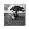 Trademark Fine Art Rob Cherry 'Hawaiian Tree' Canvas Art, 24x24 ALI7331-C2424GG